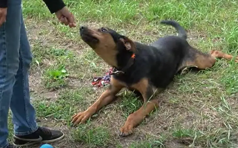 Cachorro ferido pula nos braços da salvadora cachorro-ferido-pula-nos-bracos-da-salvadora
