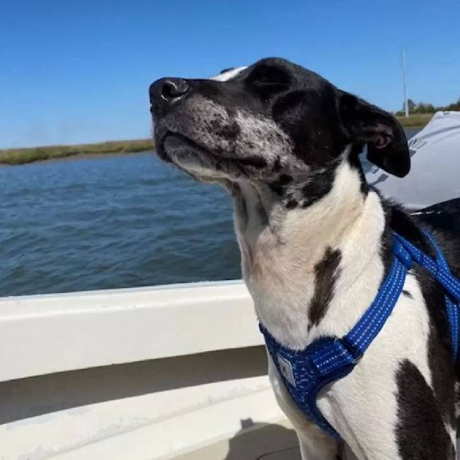 Cachorro interrompe surpresa de aniversário da mulher e pede para ser adotado cachorro-interrompe-surpresa-e-pede-para-ser-adotado