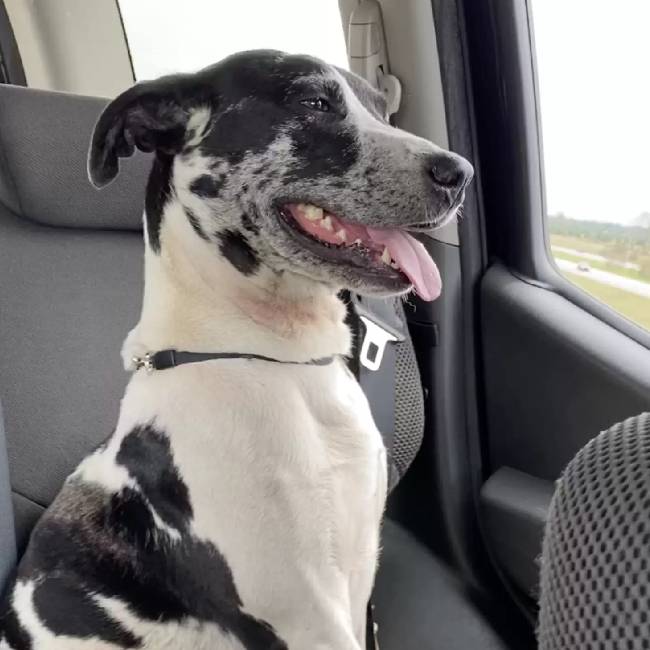 Cachorro interrompe surpresa de aniversário da mulher e pede para ser adotado cachorro-interrompe-surpresa-e-pede-para-ser-adotado