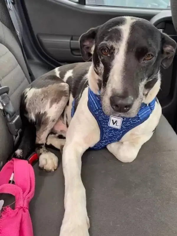 Cachorro interrompe surpresa de aniversário da mulher e pede para ser adotado cachorro-interrompe-surpresa-e-pede-para-ser-adotado