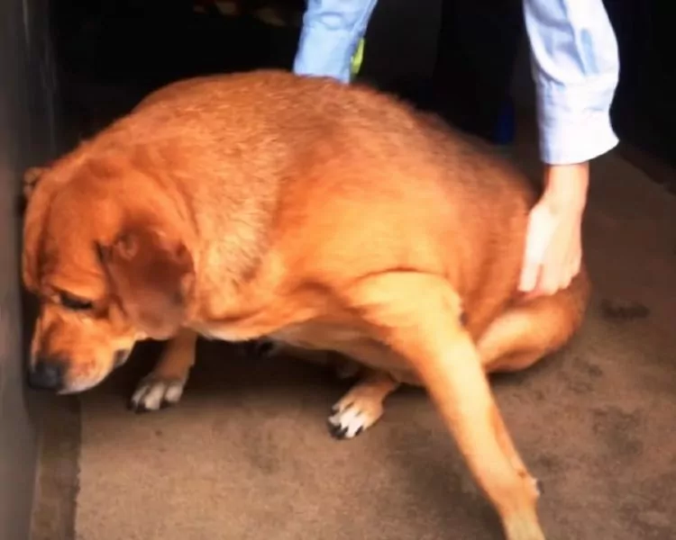 Cachorro obeso sofreu abandono e humilhação pelos moradores da região cachorro-obeso-sofreu-abandono-e-humilhacao