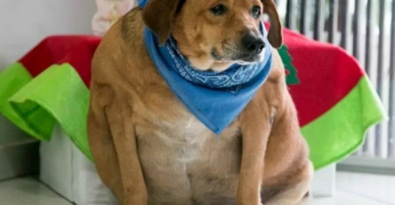 Cachorro obeso sofreu abandono e humilhação pelos moradores da região cachorro-obeso-sofreu-abandono-e-humilhacao