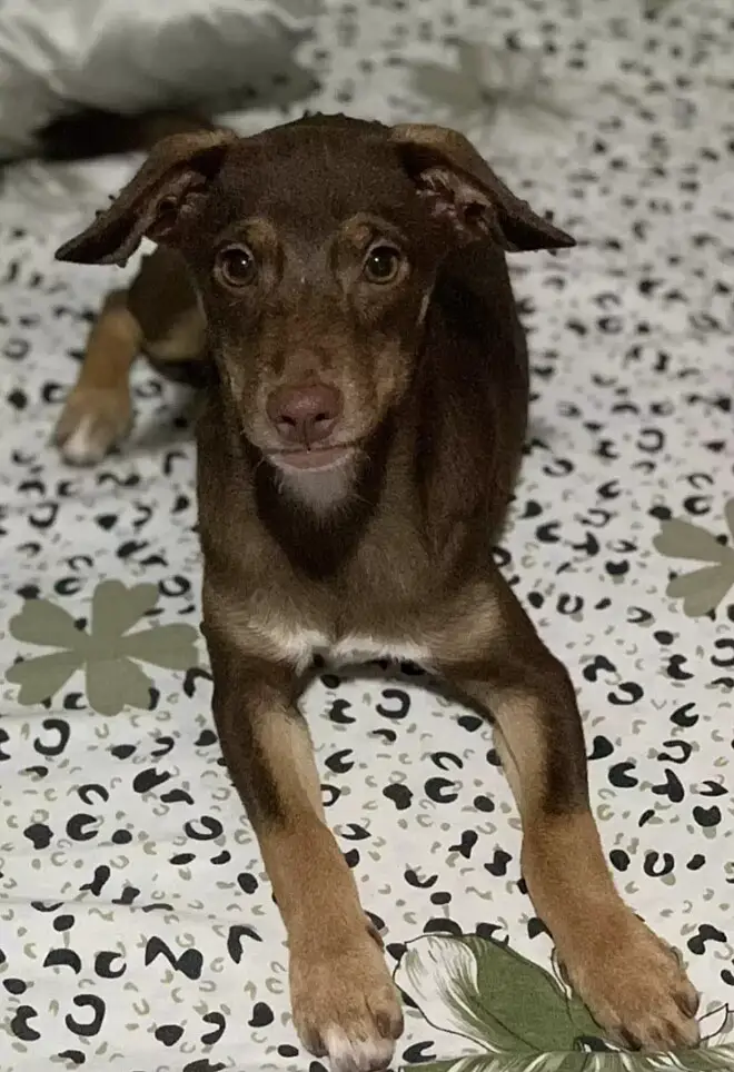 Cachorro perdido consegue voltar sozinho para casa e câmera de segurança registra a emoção da família cachorro-perdido-consegue-voltar-sozinho-para-casa
