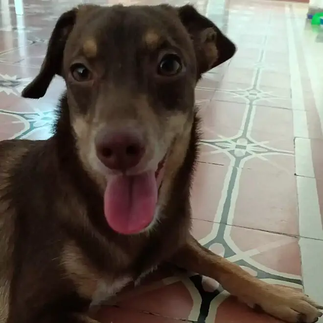 Cachorro perdido consegue voltar sozinho para casa e câmera de segurança registra a emoção da família cachorro-perdido-consegue-voltar-sozinho-para-casa