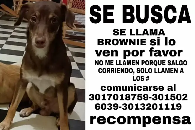 Cachorro perdido consegue voltar sozinho para casa e câmera de segurança registra a emoção da família cachorro-perdido-consegue-voltar-sozinho-para-casa