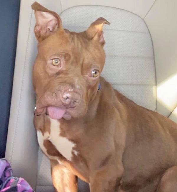 Cachorro que teve os dentes arrancados ganha segunda chance cachorro-que-teve-os-dentes-arrancados-ganha-segunda-chance