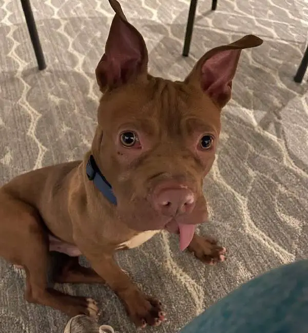 Cachorro que teve os dentes arrancados ganha segunda chance cachorro-que-teve-os-dentes-arrancados-ganha-segunda-chance