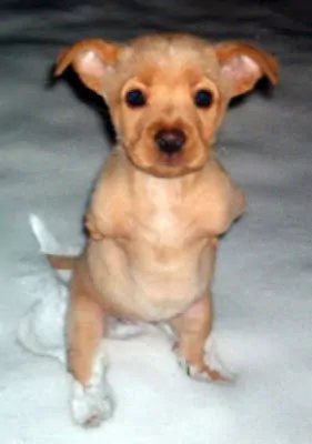 Cachorro sem patas rejeitado é exemplo de superação cachorro-sem-patas-e-exemplo-de-superacao