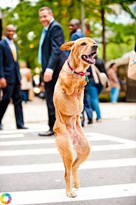 Cachorro sem patas rejeitado é exemplo de superação cachorro-sem-patas-e-exemplo-de-superacao