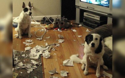 Os cães sabem quando fazem algo errado?