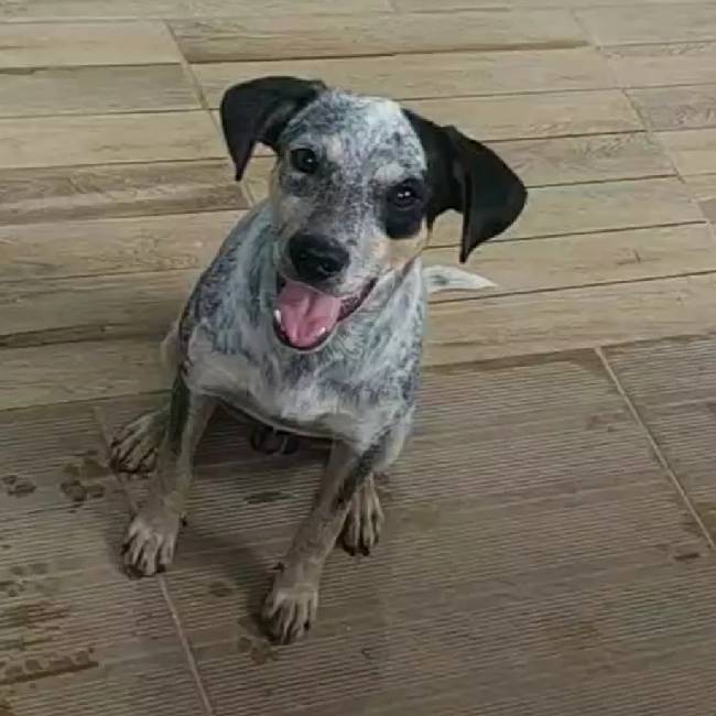 Vídeo mostra momento em que homem abandona cachorro amarrado em poste camera-flagra-abandono-de-cachorro