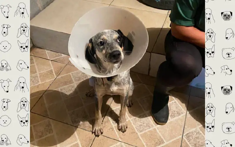 Vídeo mostra momento em que homem abandona cachorro amarrado em poste camera-flagra-abandono-de-cachorro