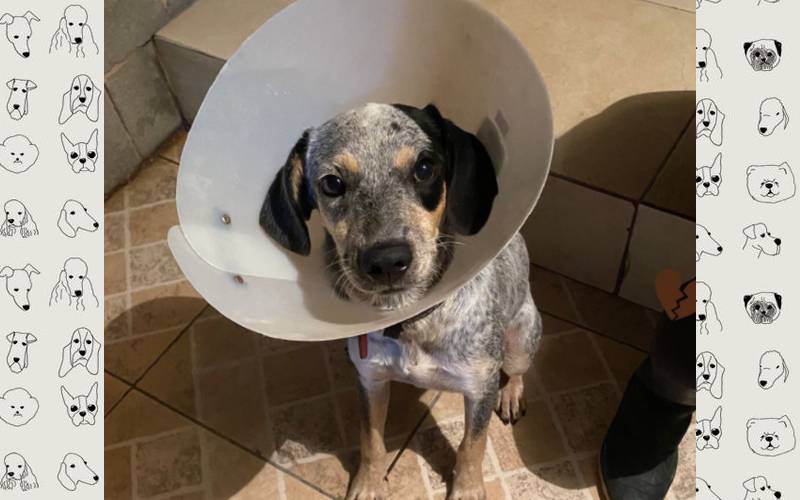 Vídeo mostra momento em que homem abandona cachorro amarrado em poste camera-flagra-abandono-de-cachorro