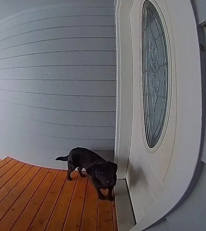 Cansada de esperar, cachorra toca a campainha com insistência até ser atendida cansada-de-esperar-cachorra-toca-a-campainha-com-insistencia