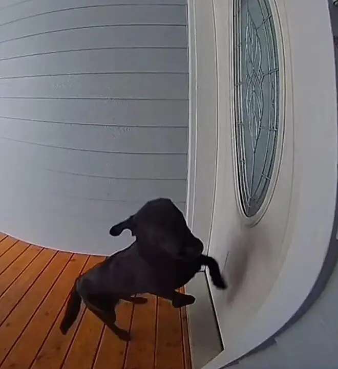 Cansada de esperar, cachorra toca a campainha com insistência até ser atendida cansada-de-esperar-cachorra-toca-a-campainha-com-insistencia