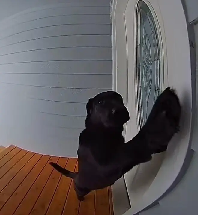 Cansada de esperar, cachorra toca a campainha com insistência até ser atendida cansada-de-esperar-cachorra-toca-a-campainha-com-insistencia