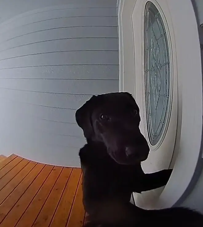 Cansada de esperar, cachorra toca a campainha com insistência até ser atendida cansada-de-esperar-cachorra-toca-a-campainha-com-insistencia