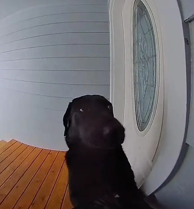 Cansada de esperar, cachorra toca a campainha com insistência até ser atendida cansada-de-esperar-cachorra-toca-a-campainha-com-insistencia