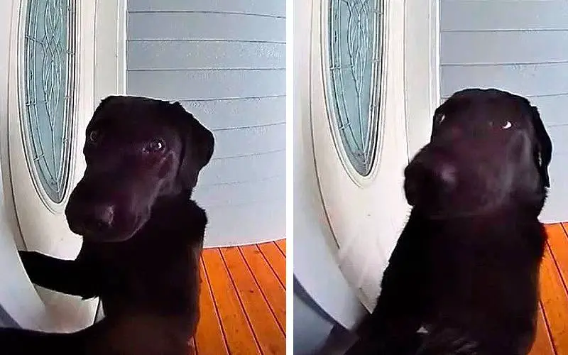 Cansada de esperar, cachorra toca a campainha com insistência até ser atendida cansada-de-esperar-cachorra-toca-a-campainha-com-insistencia