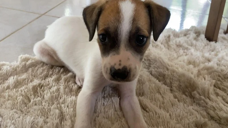Cãozinho ganha carona de ciclista e acaba sendo adotado caozinho-ganha-carona-de-ciclista-e-acaba-sendo-adotado