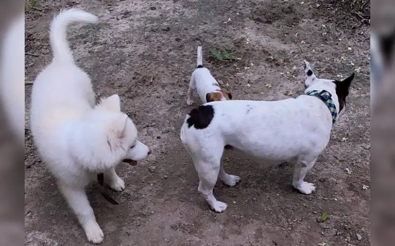 Cãozinho ganha carona de ciclista e acaba sendo adotado caozinho-ganha-carona-de-ciclista-e-acaba-sendo-adotado
