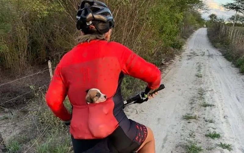 Cãozinho ganha carona de ciclista e acaba sendo adotado caozinho-ganha-carona-de-ciclista-e-acaba-sendo-adotado