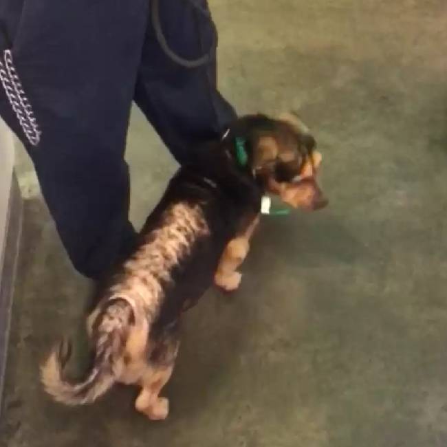 Casal faz uma longa viagem para adotar “o cachorro mais triste do canil” casal-faz-uma-longa-viagem-para-adotar-o-cachorro-mais-triste-do-canil
