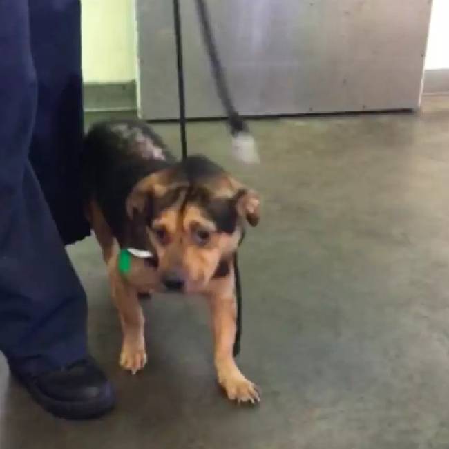 Casal faz uma longa viagem para adotar “o cachorro mais triste do canil” casal-faz-uma-longa-viagem-para-adotar-o-cachorro-mais-triste-do-canil
