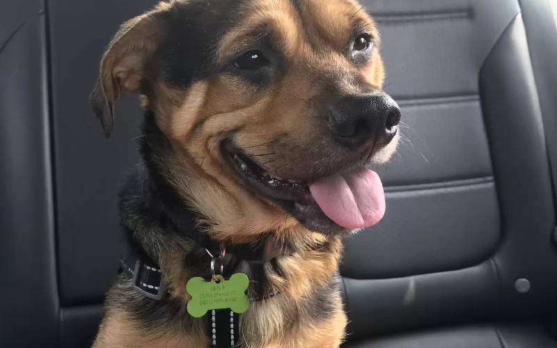 Casal faz uma longa viagem para adotar “o cachorro mais triste do canil” casal-faz-uma-longa-viagem-para-adotar-o-cachorro-mais-triste-do-canil