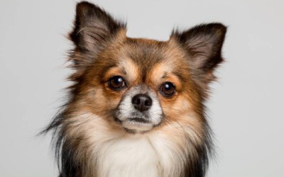 Chihuahua – saiba tudo sobre a raça