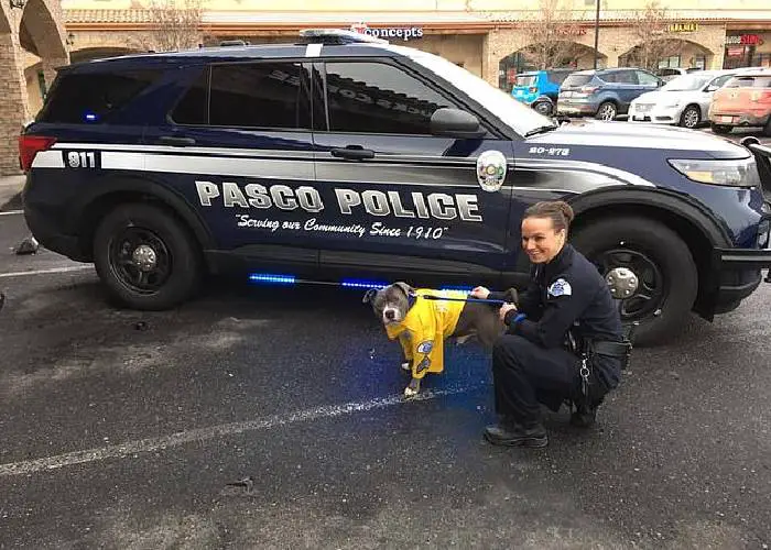 Cidade se une para atender os últimos desejos de um cachorro com doença incurável cidade-se-une-para-atender-os-ultimos-desejos-de-um-cachorro