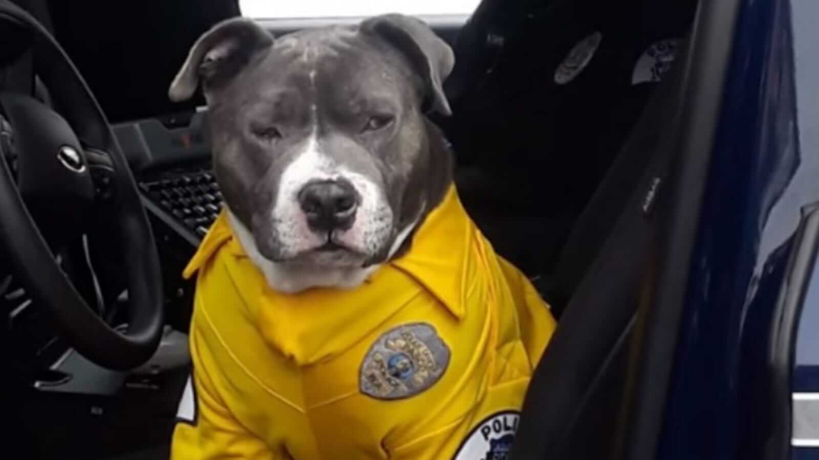 Cidade se une para atender os últimos desejos de um cachorro com doença incurável cidade-se-une-para-atender-os-ultimos-desejos-de-um-cachorro