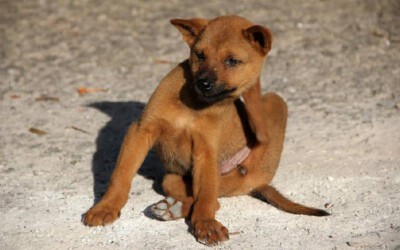 como-tirar-carrapatos-de-cachorro