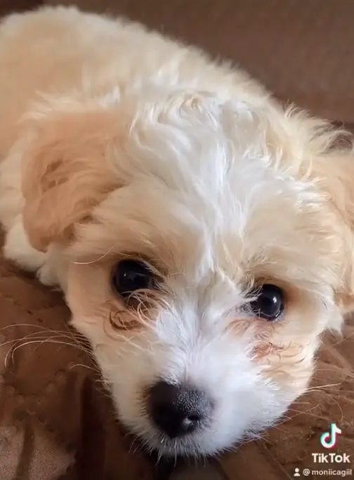 Vídeo: Ele não queria saber de cachorro, mas não resistiu ao filhote ele-nao-queria-saber-de-cachorro-mas-nao-resistiu-ao-filhote