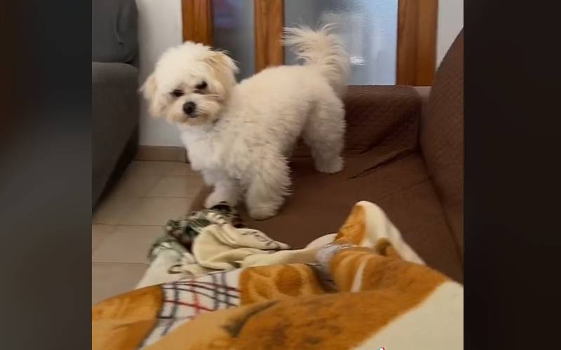Vídeo: Ele não queria saber de cachorro, mas não resistiu ao filhote ele-nao-queria-saber-de-cachorro-mas-nao-resistiu-ao-filhote