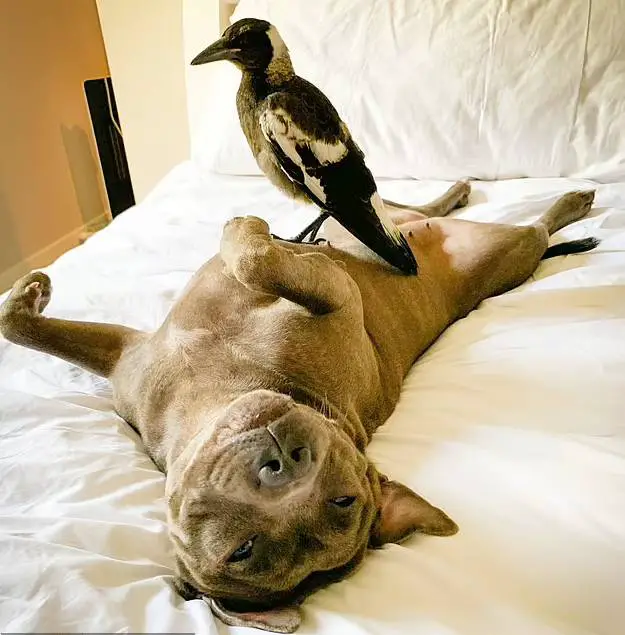 Ave passou a latir depois de ser adotada por um cachorro esta-ave-pensa-que-e-um-cachorro