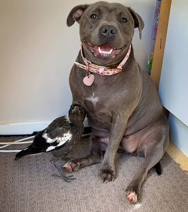 Ave passou a latir depois de ser adotada por um cachorro esta-ave-pensa-que-e-um-cachorro