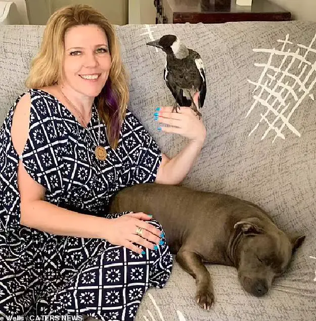 Ave passou a latir depois de ser adotada por um cachorro esta-ave-pensa-que-e-um-cachorro
