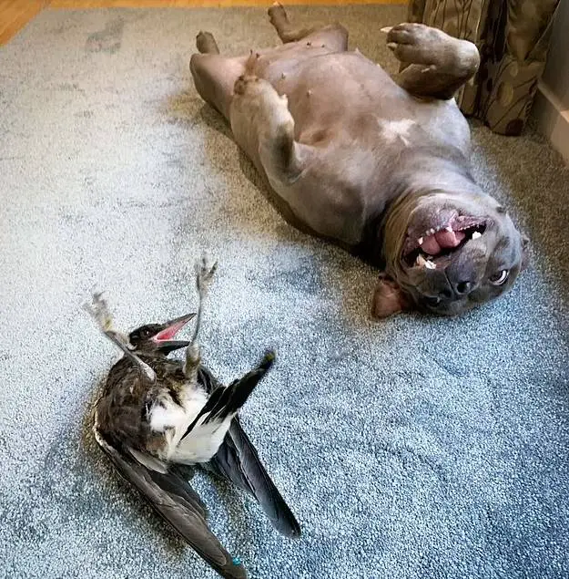 Ave passou a latir depois de ser adotada por um cachorro esta-ave-pensa-que-e-um-cachorro