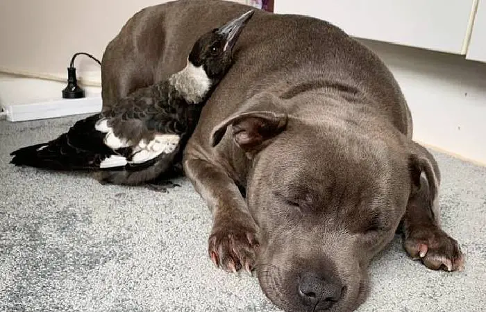 Ave passou a latir depois de ser adotada por um cachorro esta-ave-pensa-que-e-um-cachorro