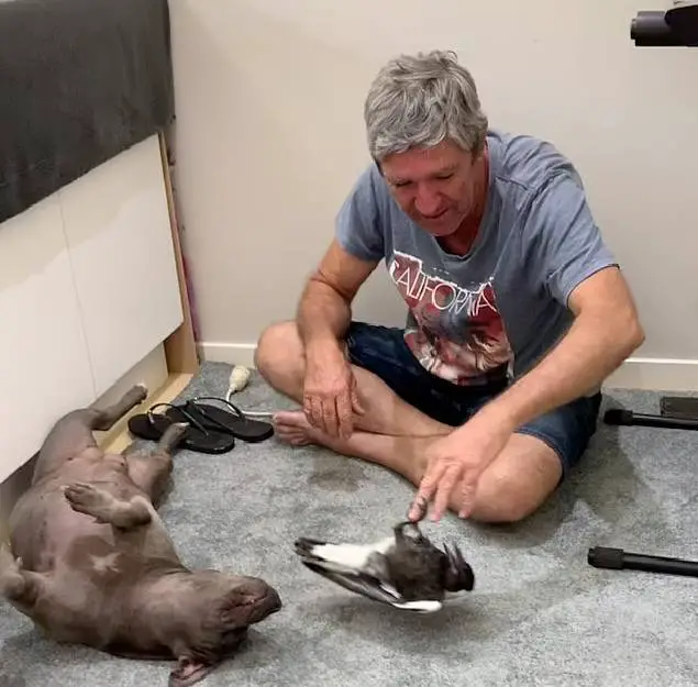 Ave passou a latir depois de ser adotada por um cachorro esta-ave-pensa-que-e-um-cachorro