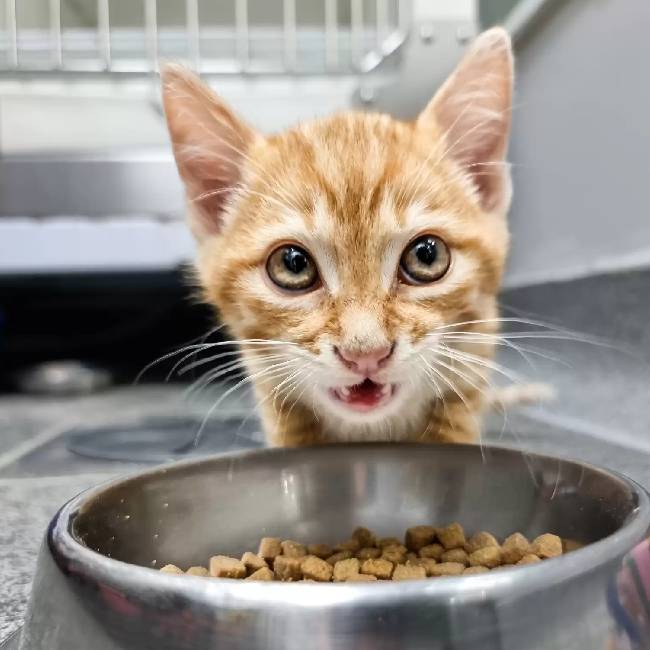 Gatinho escapa da gaiola para confortar cachorro apavorado no veterinário gato-escapa-da-gaiola-para-confortar-cachorro