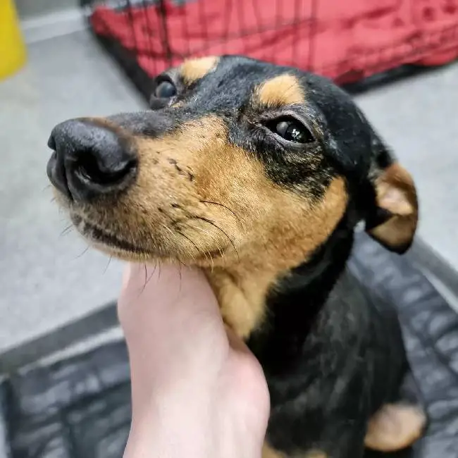Gatinho escapa da gaiola para confortar cachorro apavorado no veterinário gato-escapa-da-gaiola-para-confortar-cachorro