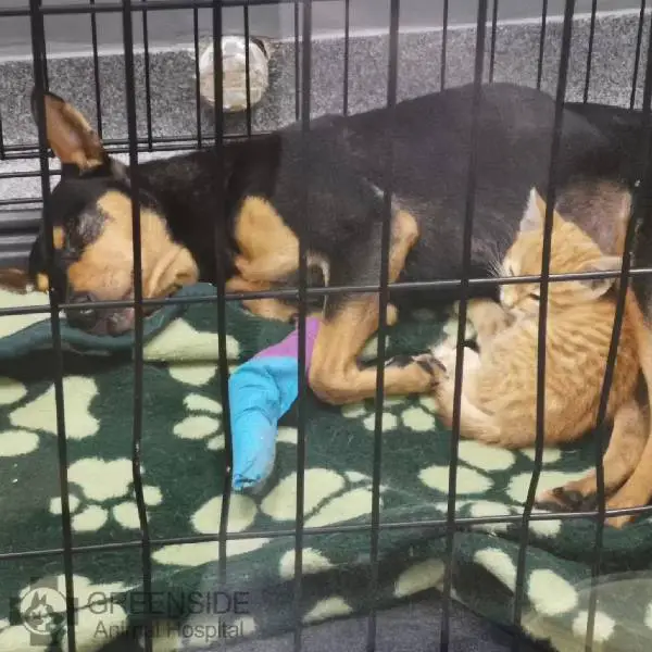 Gatinho escapa da gaiola para confortar cachorro apavorado no veterinário gato-escapa-da-gaiola-para-confortar-cachorro