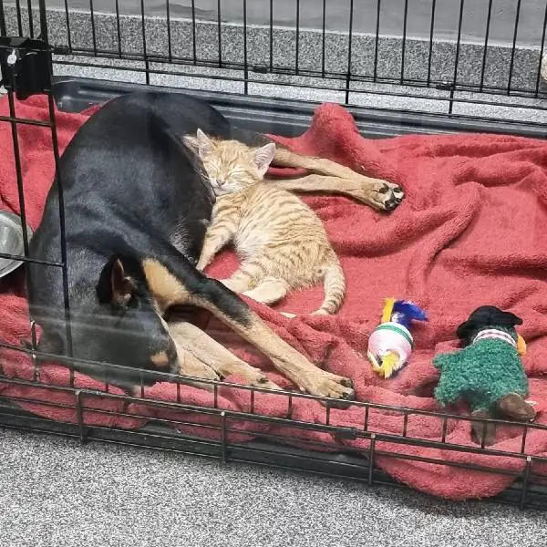 Gatinho escapa da gaiola para confortar cachorro apavorado no veterinário gato-escapa-da-gaiola-para-confortar-cachorro