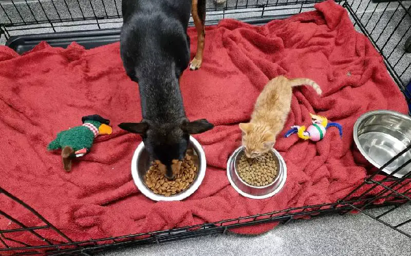 Gatinho escapa da gaiola para confortar cachorro apavorado no veterinário gato-escapa-da-gaiola-para-confortar-cachorro