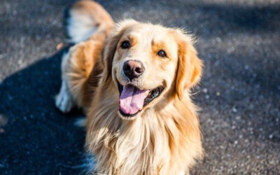 Golden retriever - Saiba tudo sobre a raça