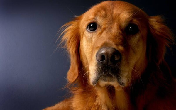 Golden retriever - Saiba tudo sobre a raça