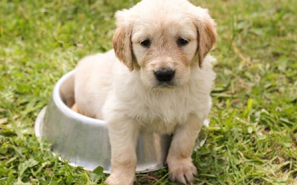 Golden retriever - Saiba tudo sobre a raça