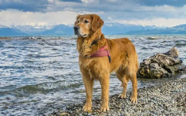 Golden retriever - Saiba tudo sobre a raça